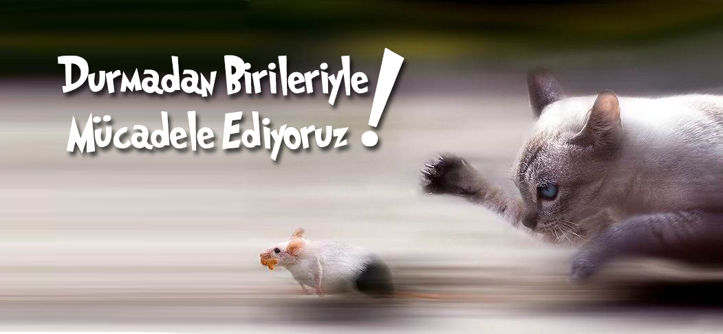 Haşere ve Böcek İlaçlama