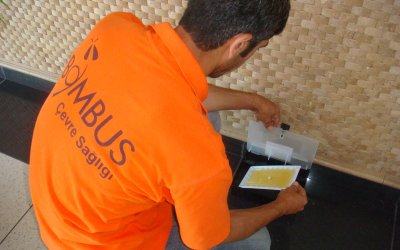 Bombus Çevre Sağlığı